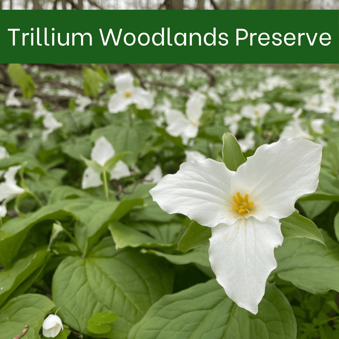 Trillium-Woodlands-Preserve.png#asset:6347