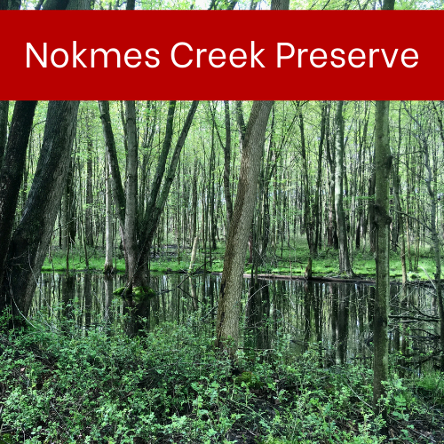 Nokmes Creek Preserve