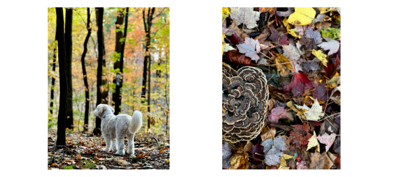 MK-Czerwiec.png#asset:6236