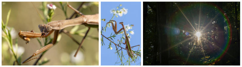 Mari-Maloney.png#asset:6242