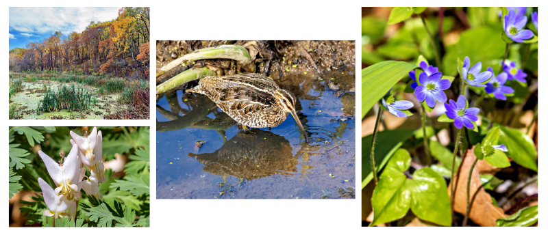 Mark-Piper.png#asset:6232