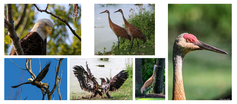 Rob-Gow.png#asset:6235