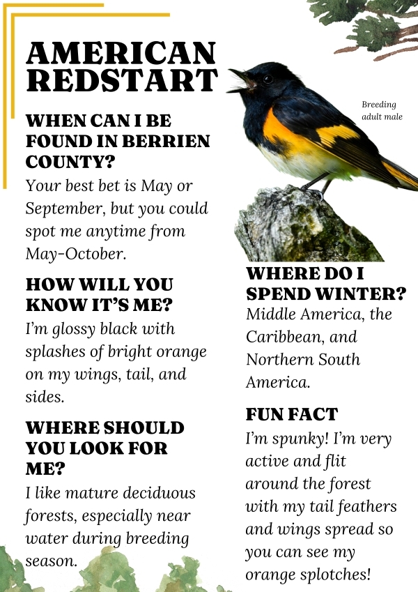 Redstart Migration Spring Migration - - Chikaming Open Lands
